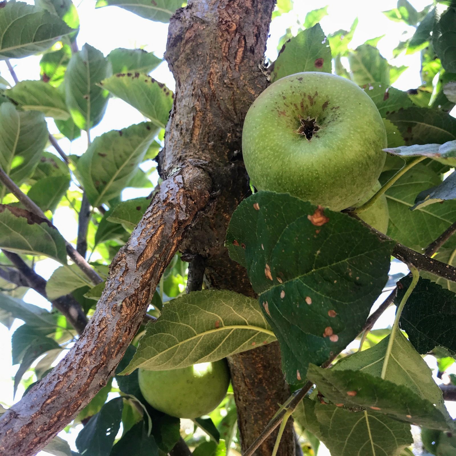 π Harvesting Apples for Hard Cider